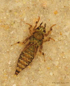 Progomphus obscurus, nymph